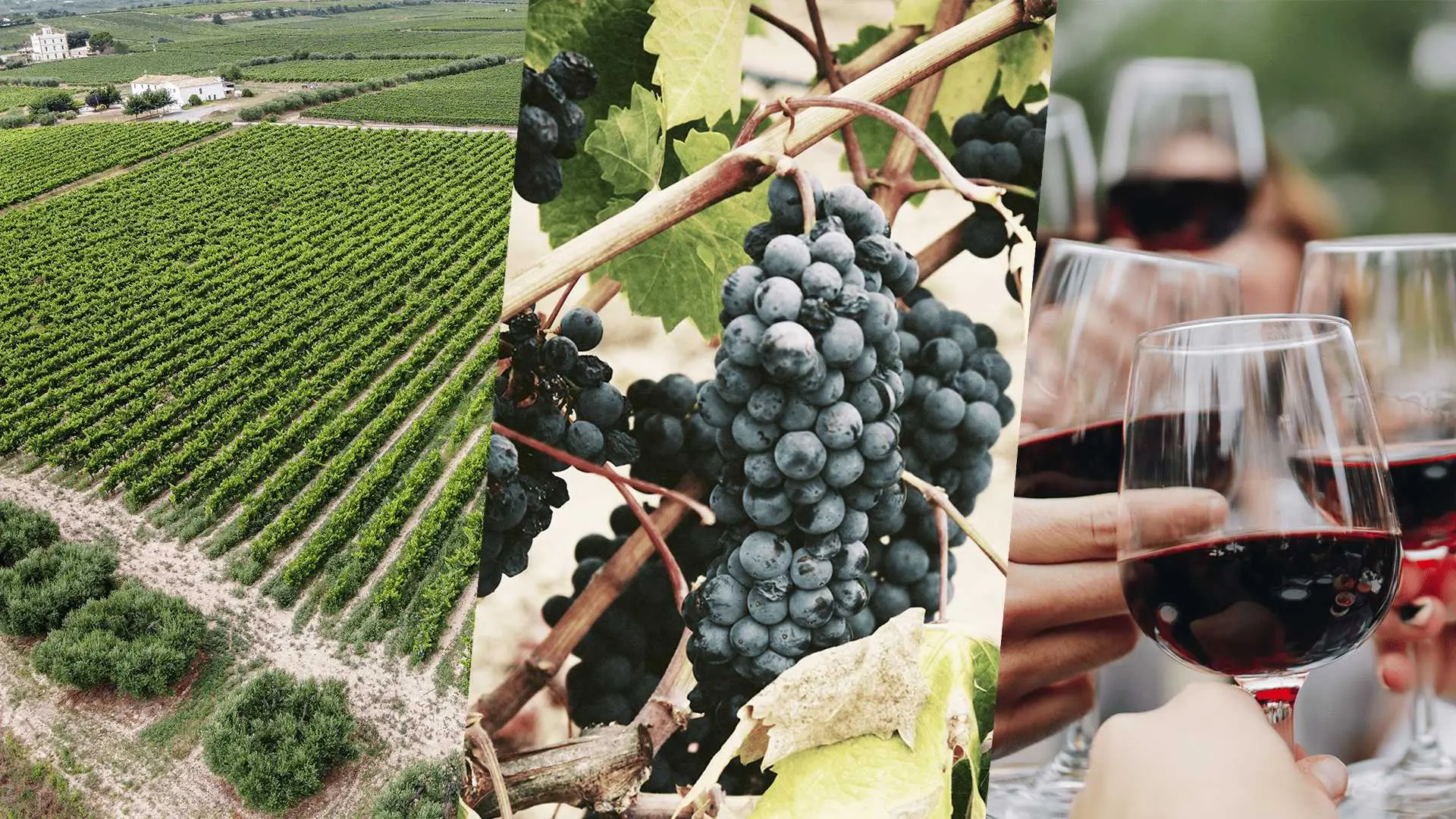 BARCELONA AND COSTA BRAVA ITINERARIES &ndash; MARINA PORT VELL &ndash; WINE &ndash; PENED&Eacute;S - VINEYARDS